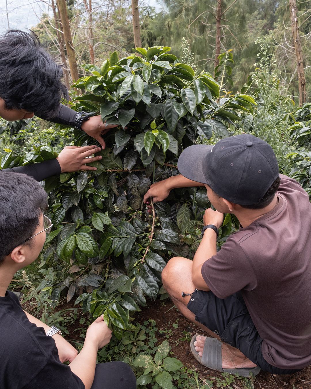 Team inspecting cherries on the plant with the farmer