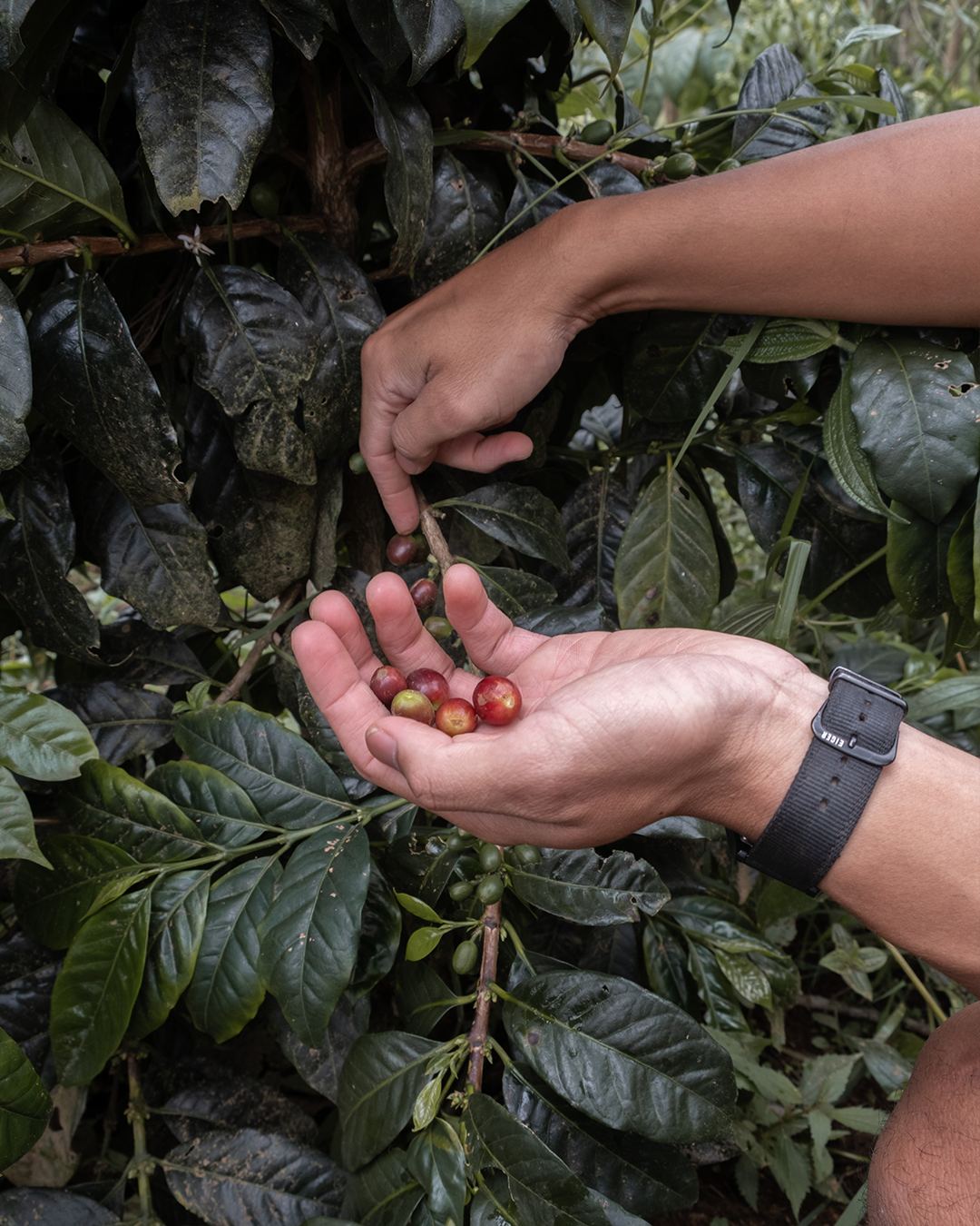 Cherries in hand, ripeness inspection